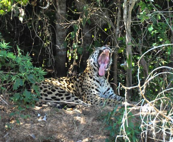 Um enorme bocejo de onça em barranco no rio Cuiabá, região de Porto Jofre, no final da rodovia Transpantaneira, no Pantanal Norte, no Mato Grosso